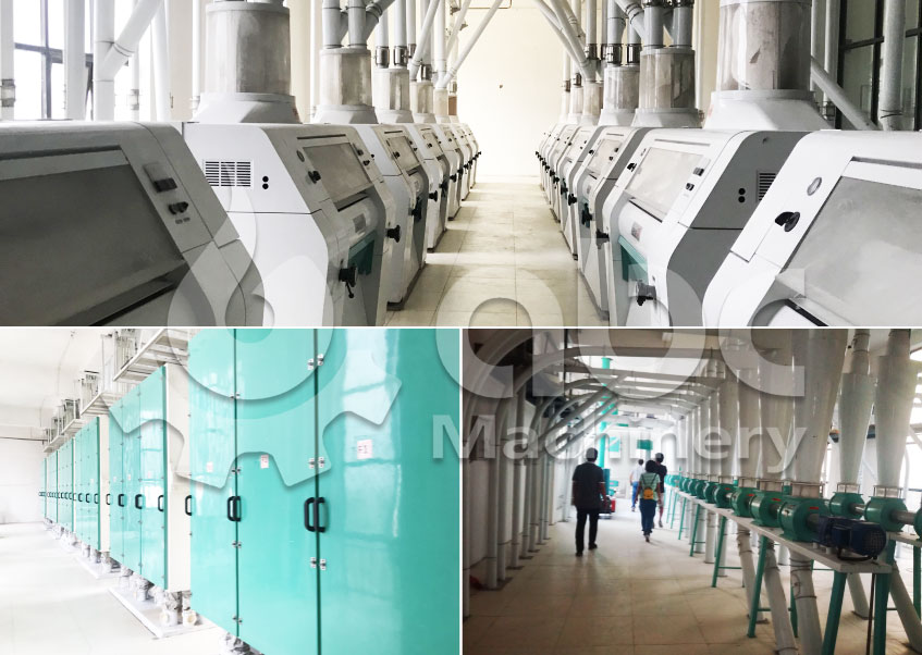 how much the cost of setting up 300t/d wheat flour mill plant