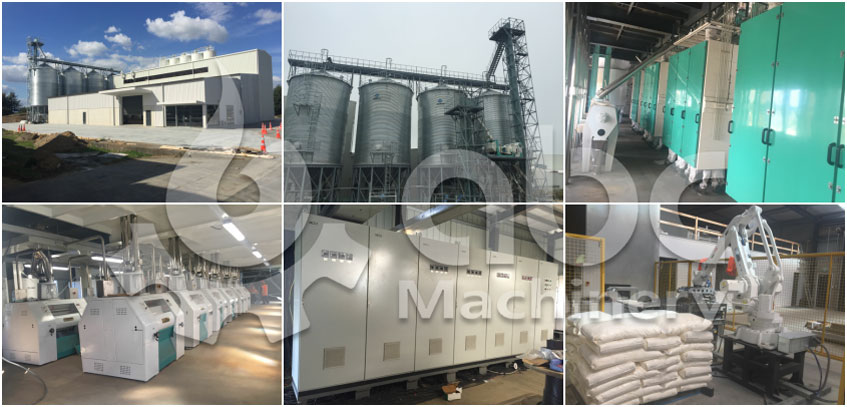 wheat maize flour mill plant project report 