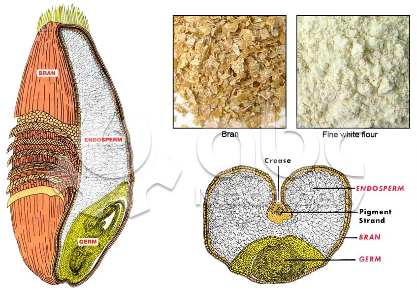 conditioning of wheat ppt pdf